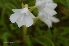 Habenaria suaveolens